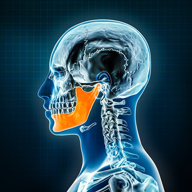 Illustration of human jaw